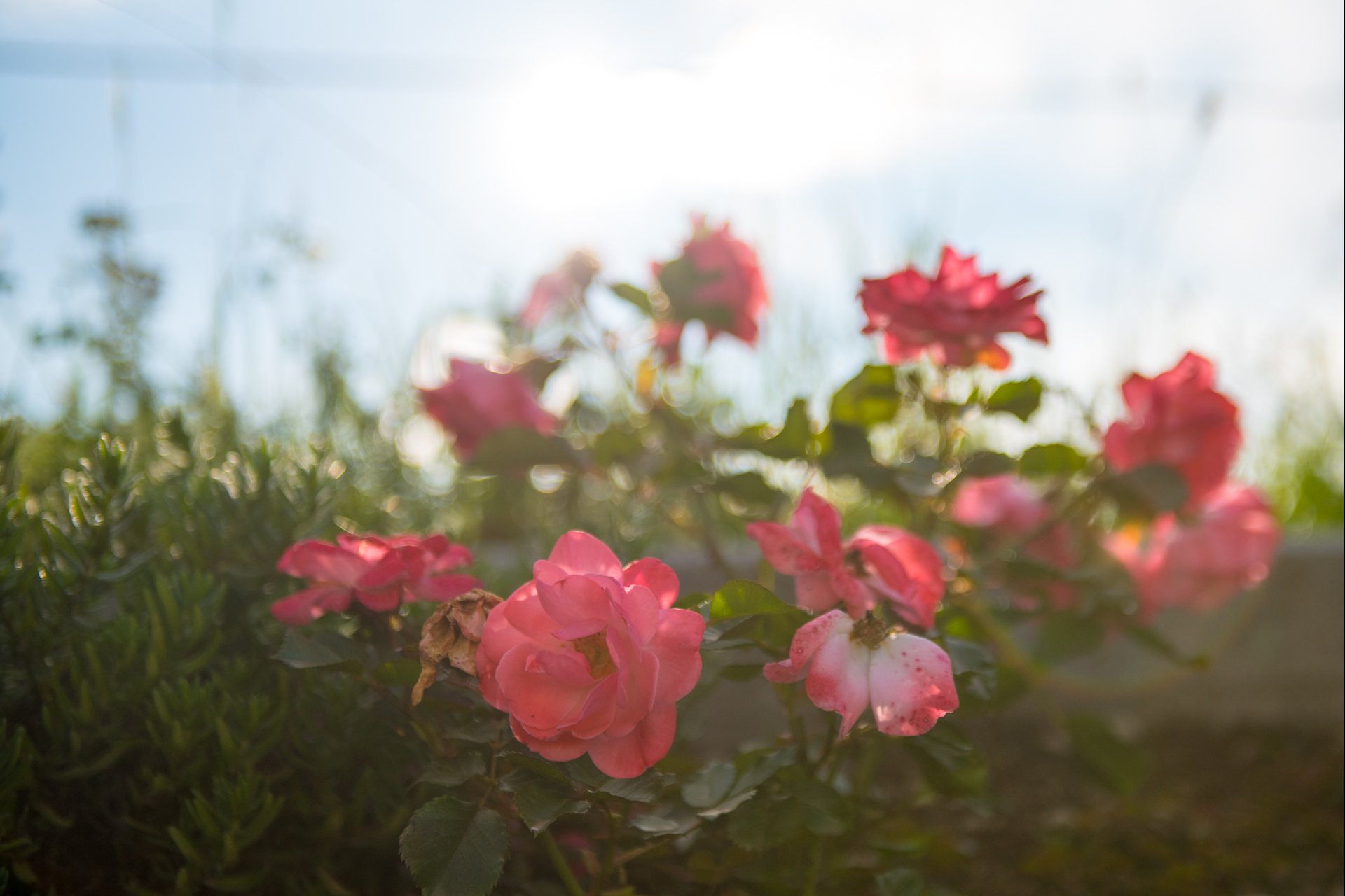 Testaufnahmen mit der Nikon D810.